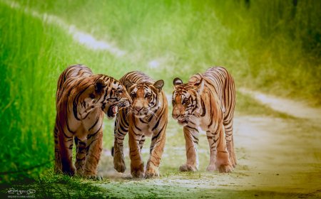 Beldanda: More Than a Tiger, A Story of Survival  By Brijesh Kumar Mishra, Wildlife Photographer