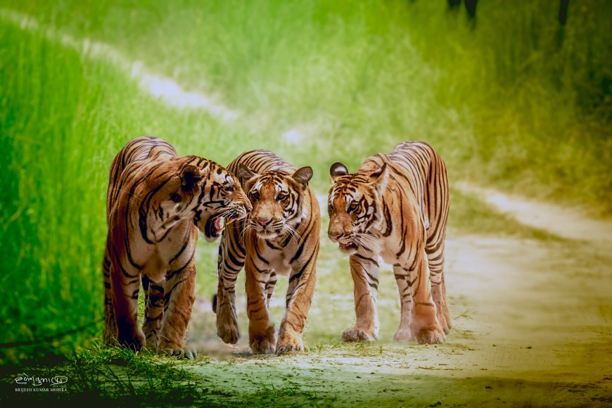 Beldanda: More Than a Tiger, A Story of Survival  By Brijesh Kumar Mishra, Wildlife Photographer